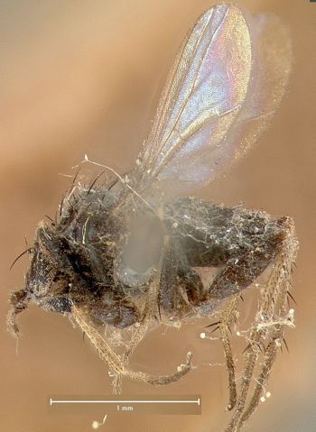 Media type: image;   Entomology 12892 Aspect: habitus lateral view
